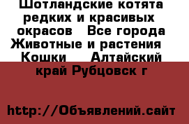 Шотландские котята редких и красивых  окрасов - Все города Животные и растения » Кошки   . Алтайский край,Рубцовск г.